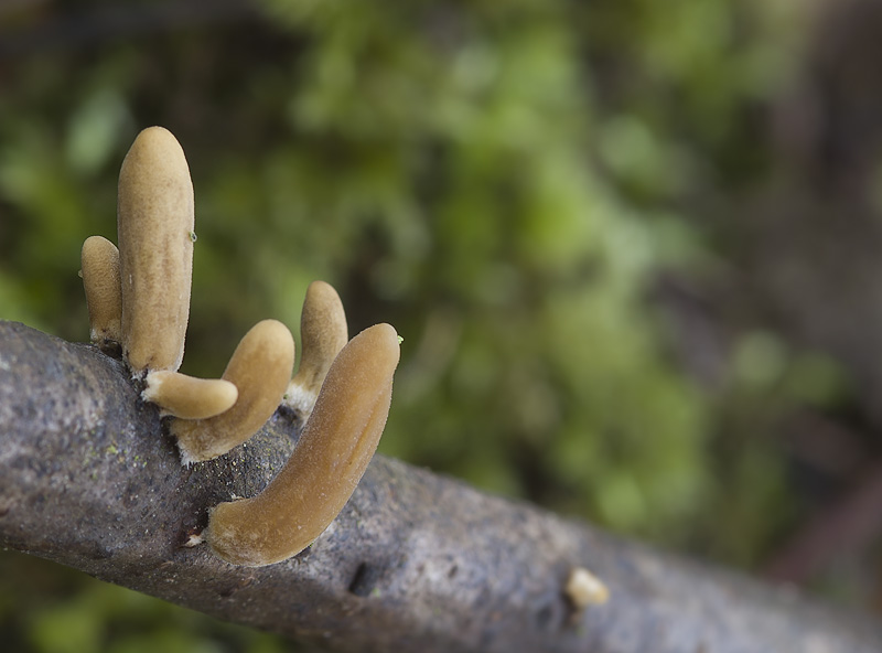 Macrotyphula contorta